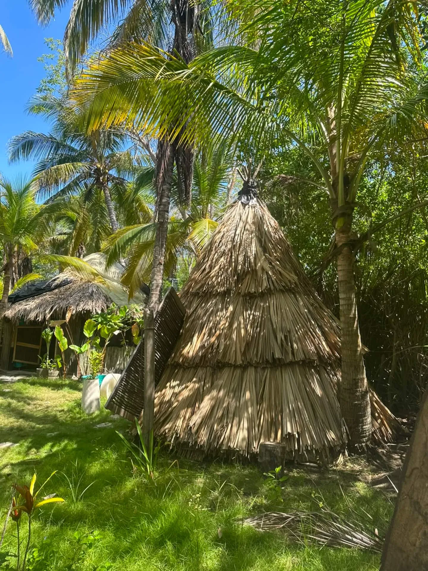 Un teepee de palma entre cocoteros